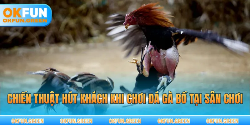 Chiến thuật hút khách khi chơi đá gà bồ tại sân chơi